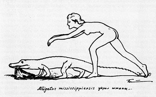 Аллигатор миссисипский. Рис. А.П.Быстрова