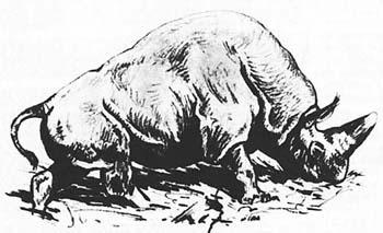 Эласмотерий. Рис. К.К.Флёрова.